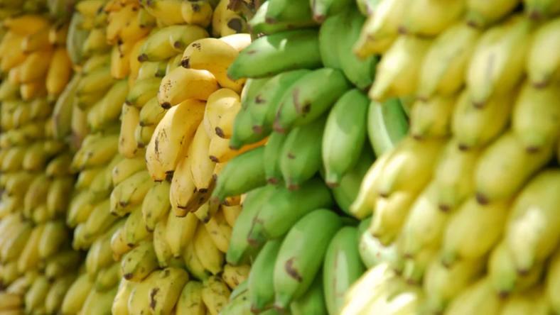 香蕉危机:今后只能吃基因编辑香蕉了?